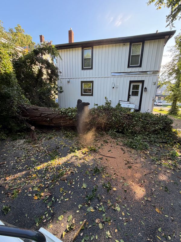 Swift Tree Removal and Property Restoration in Moorestown by Witkowski Outdoor Services