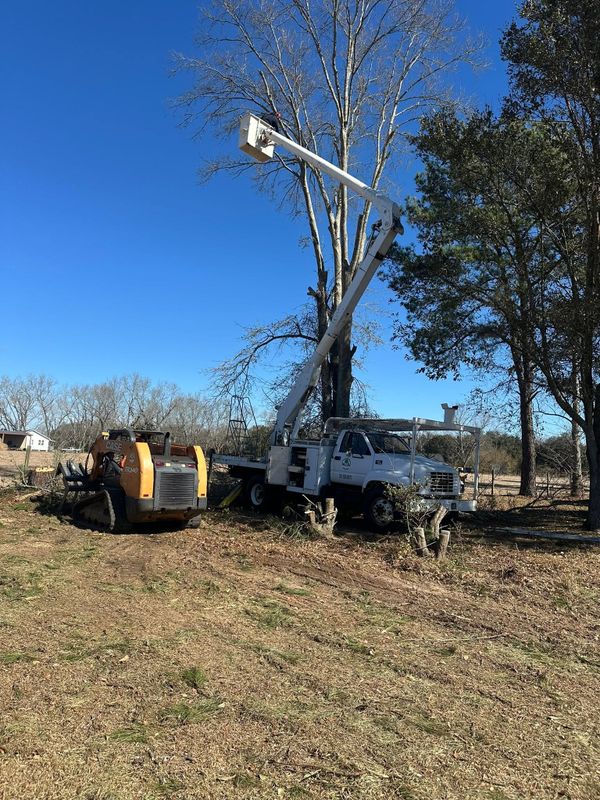 Tree Trimming