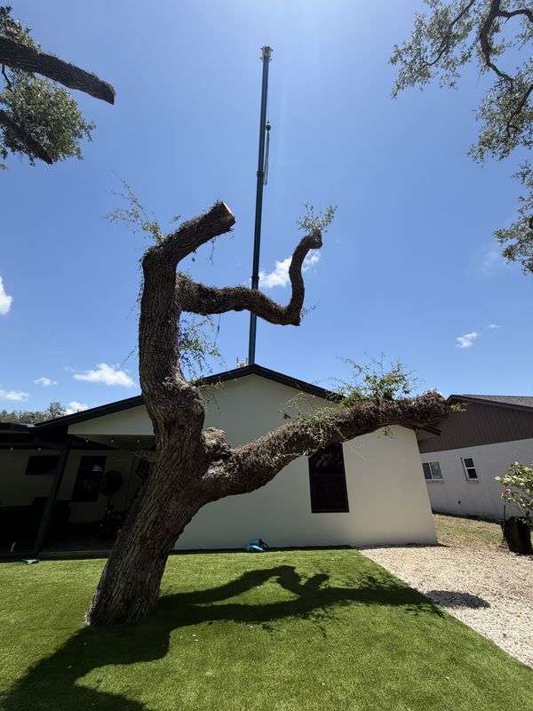 Tree Trimming