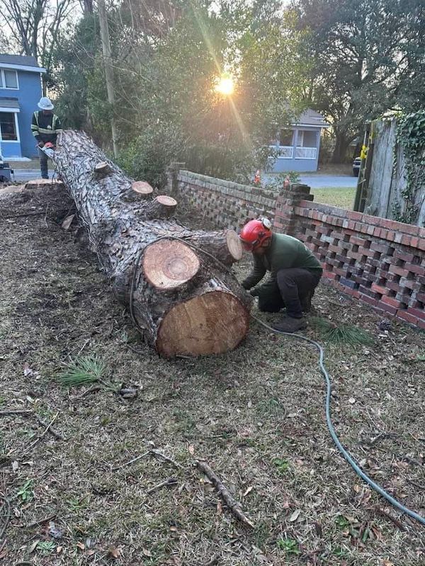 Tree Removal