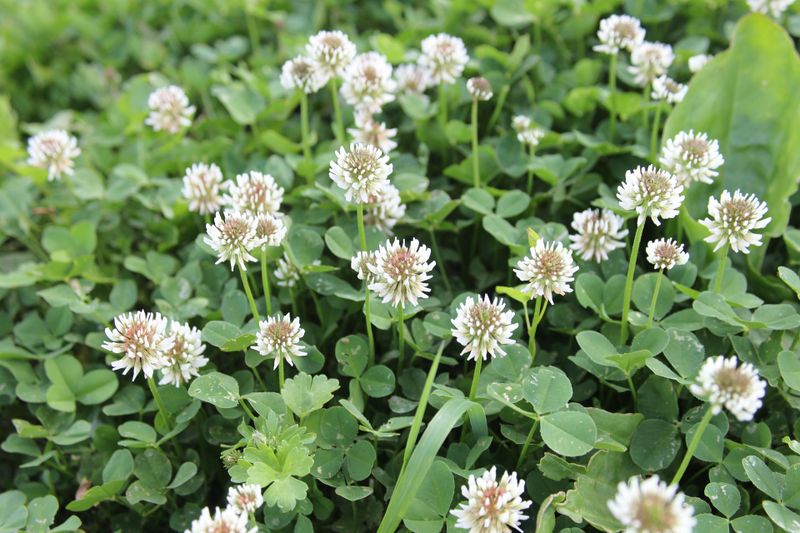 Weed control