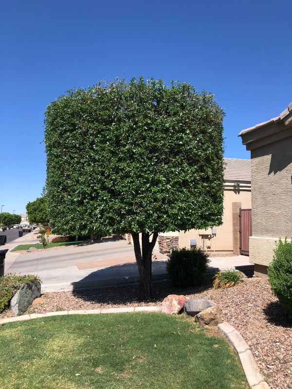 Shrub Trimming