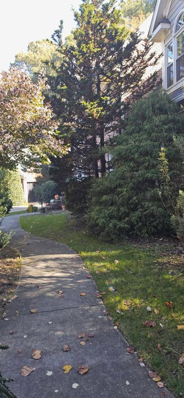 Pathways/ Walkways