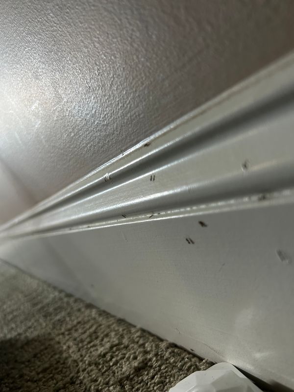 Termite Inspection & Treatment