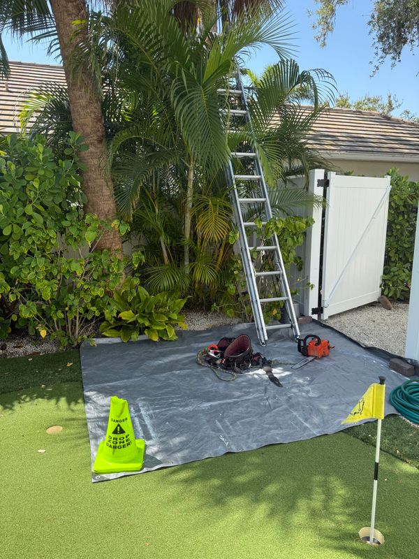 Palm Pruning