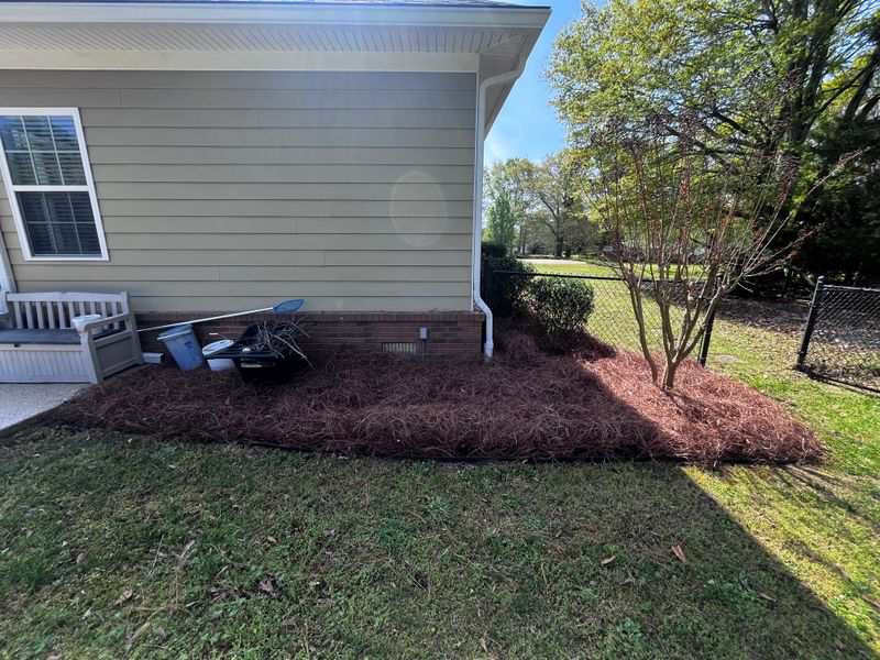 Pine Straw