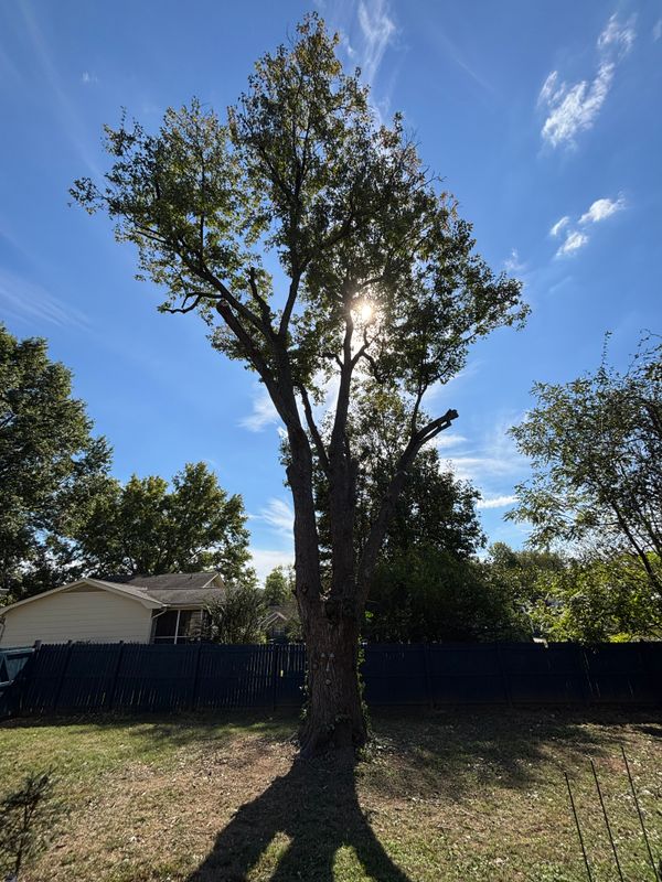 Tree Trimming