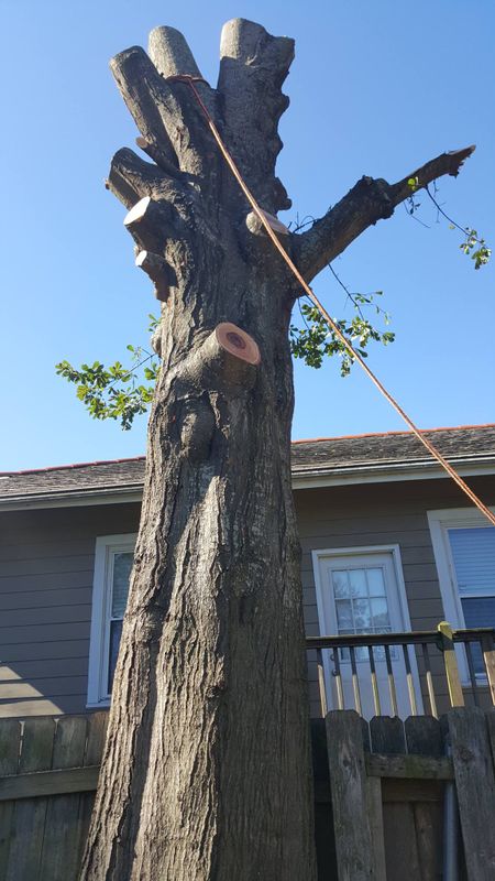 Tree Removal gallery
