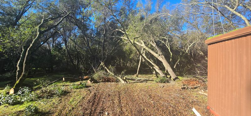 Hazardous Tree Services