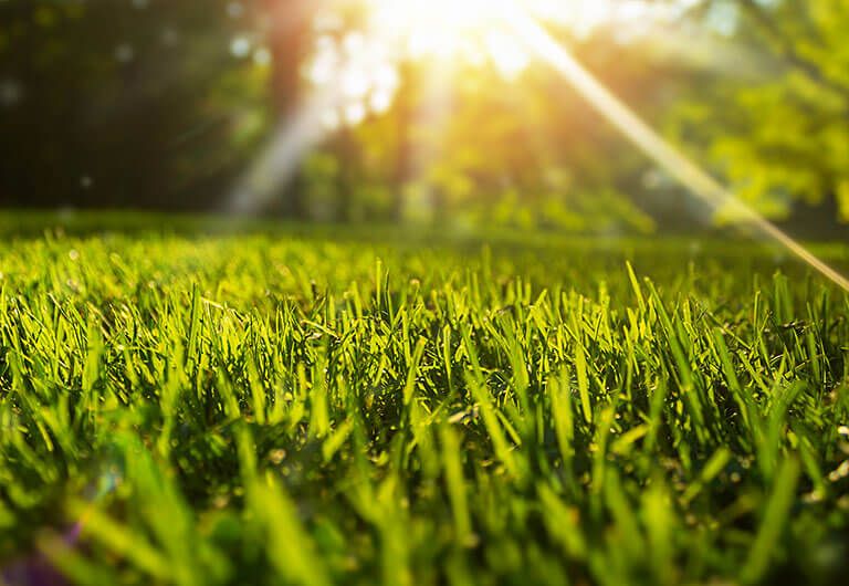 Lawn Maintenance
