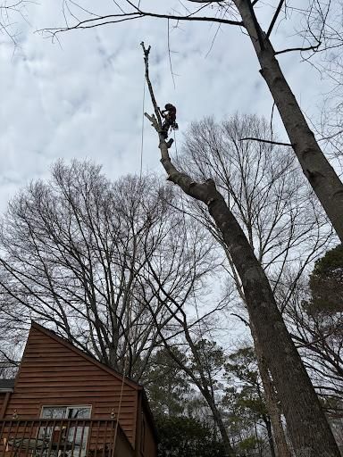 Tree Trimming