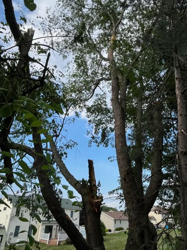 Tree Trimming