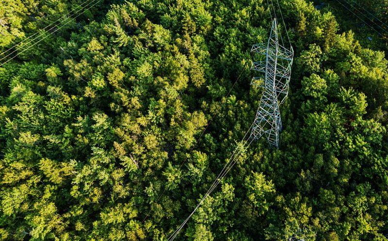 Vegetation Management