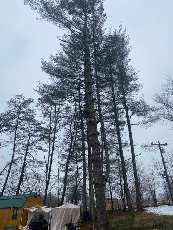 Tree Removal gallery
