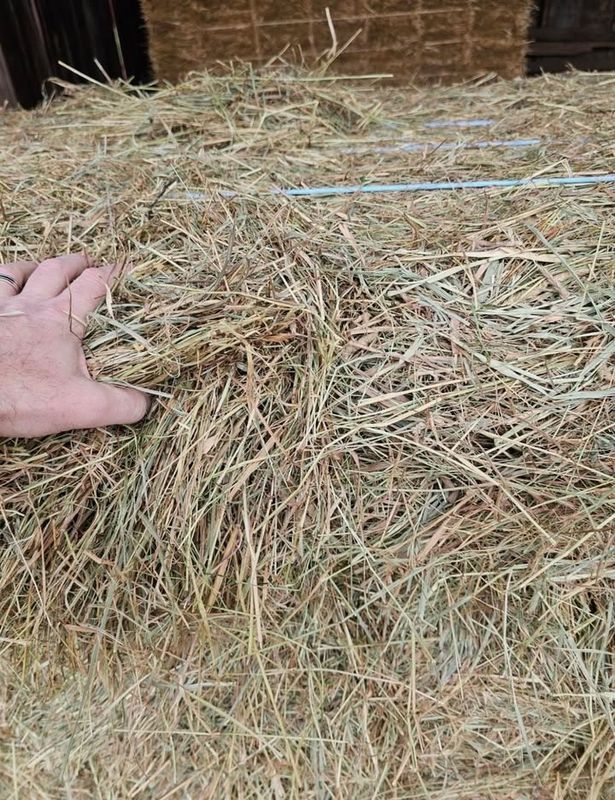 Square Bale Hay