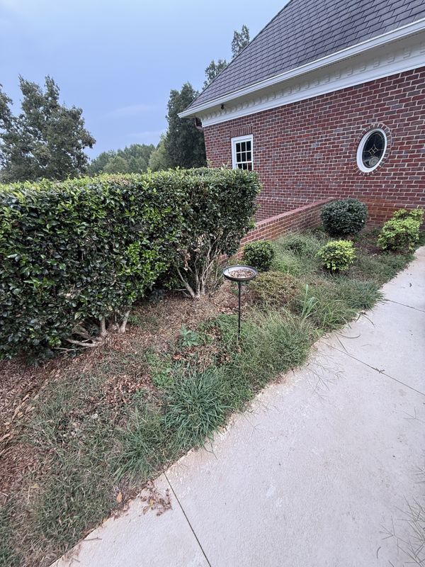 Hedge Trimming