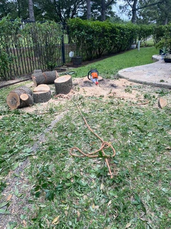 Tree Removal