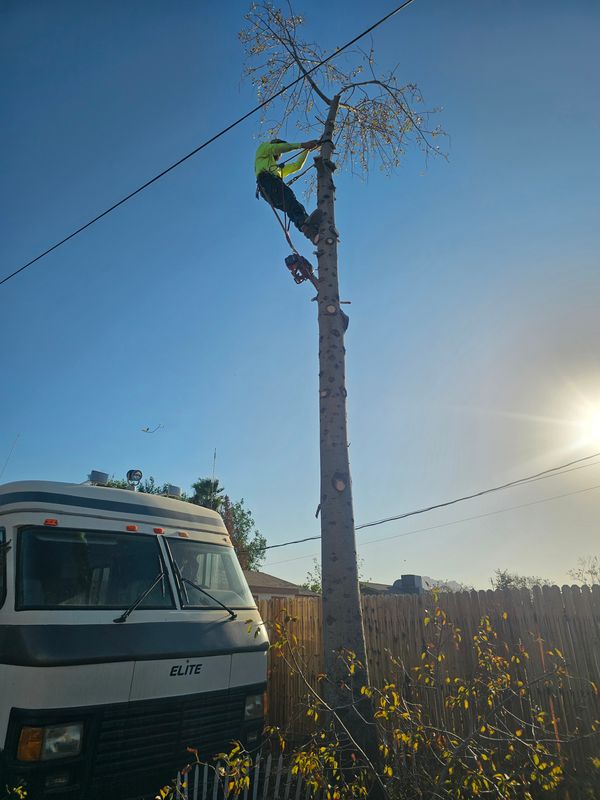Tree Removal