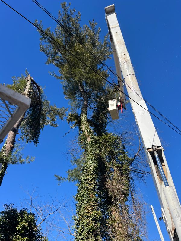 Tree Removal gallery