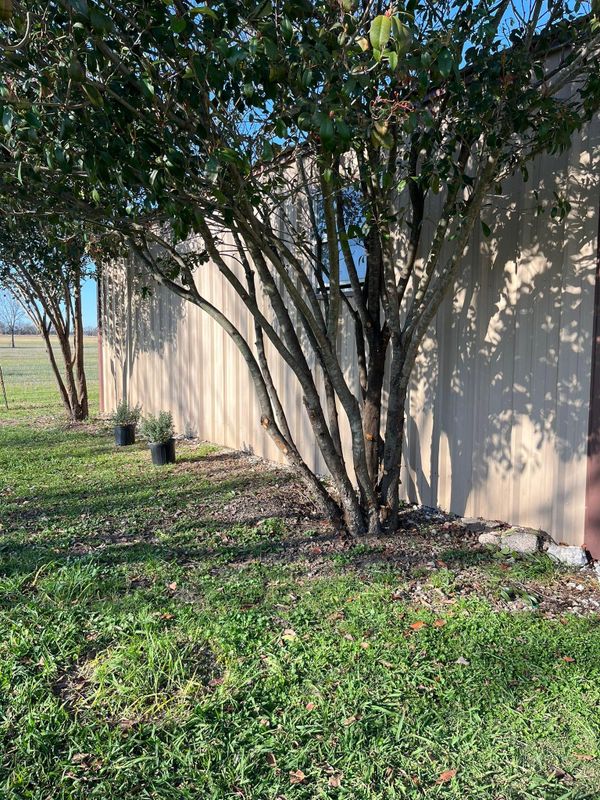 Tree Trimming