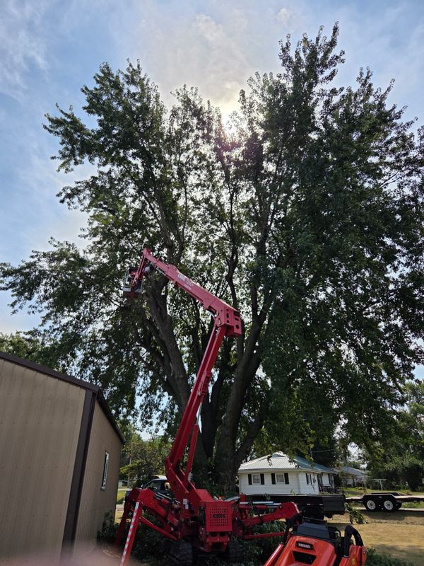 Tree Trimming