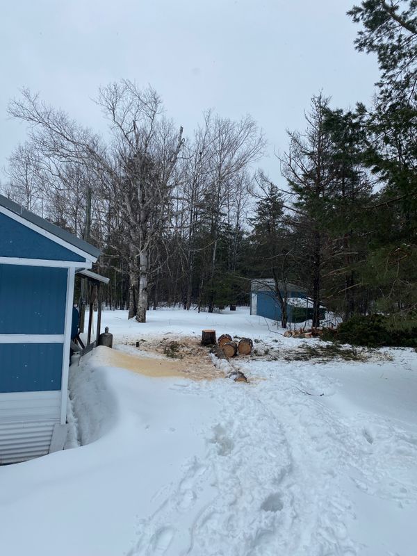 Tree Removal gallery