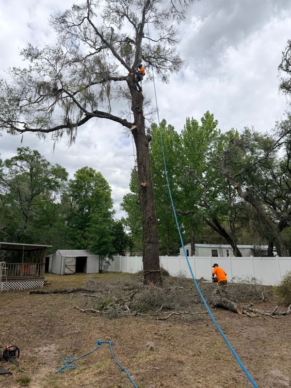 Tree Pruning and Trimming