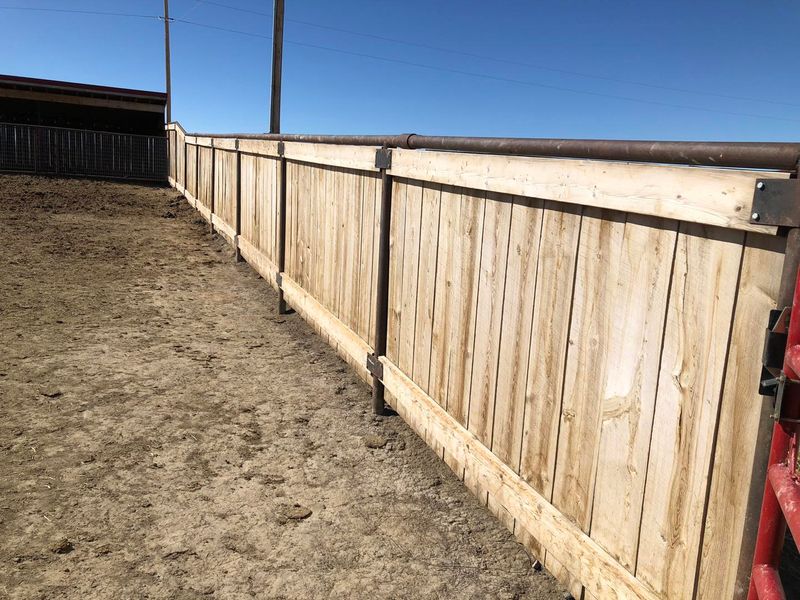 Pine Picket Fences