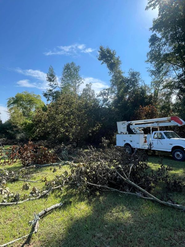 Tree Removal
