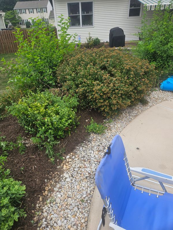 Hedge Trimming