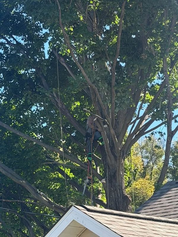 Tree Trimming