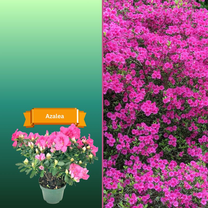 Plant Samples