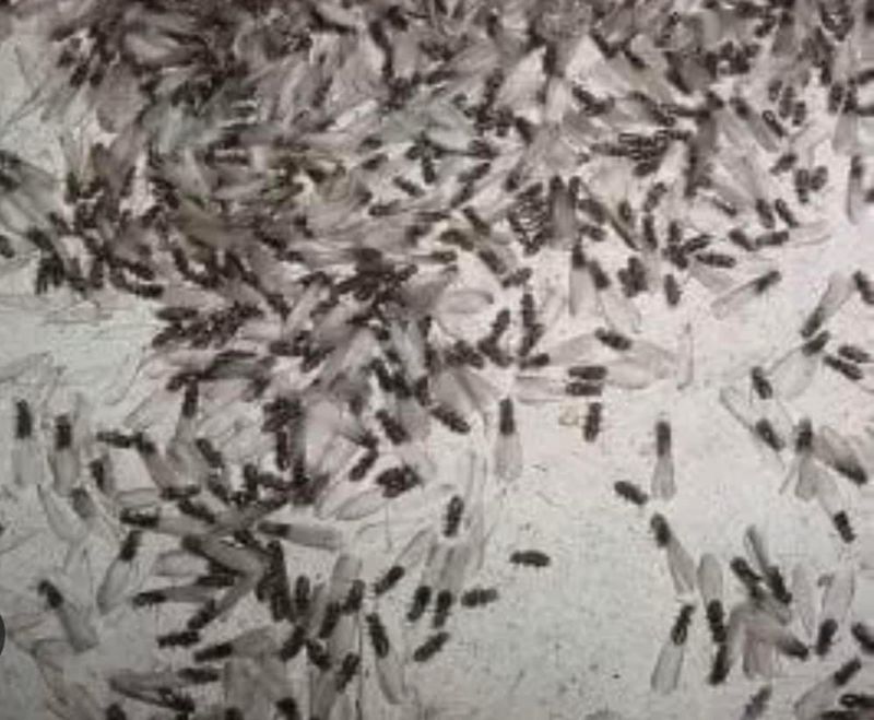 Termite Inspection & Treatment