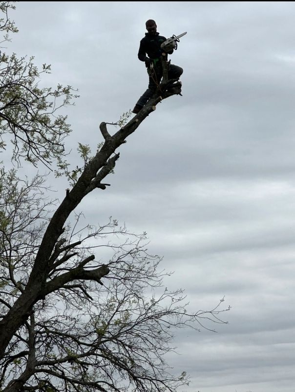 Tree Services