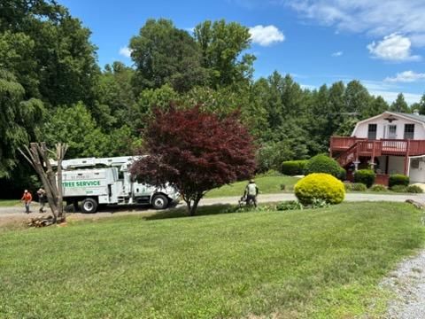 Tree Removal
