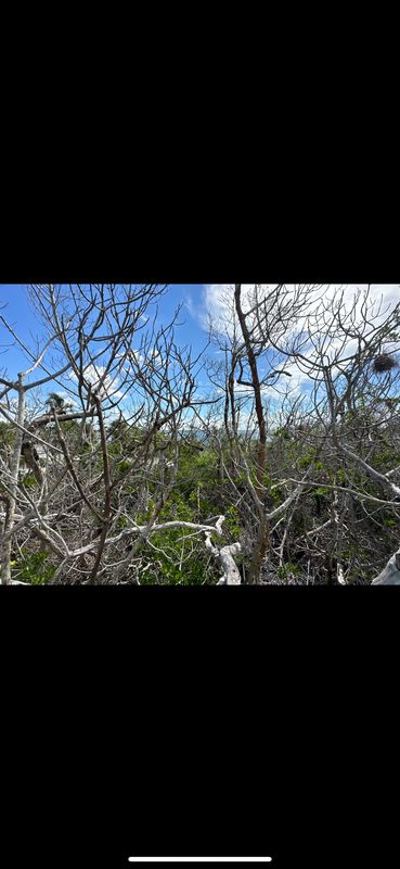 Mangrove Trimming