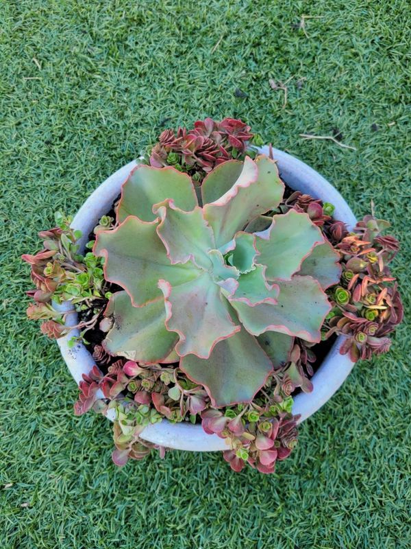 Custom Plant Bouquets