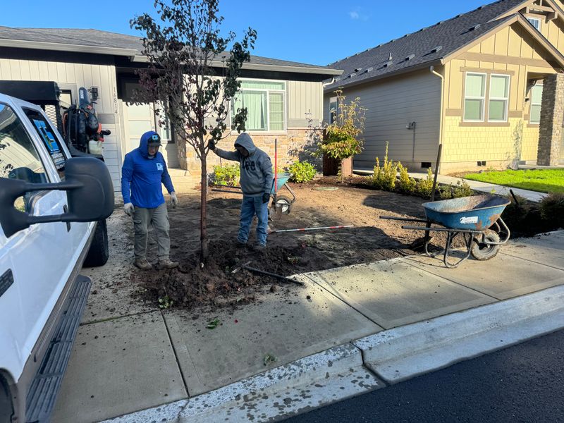 Shrub Trimming