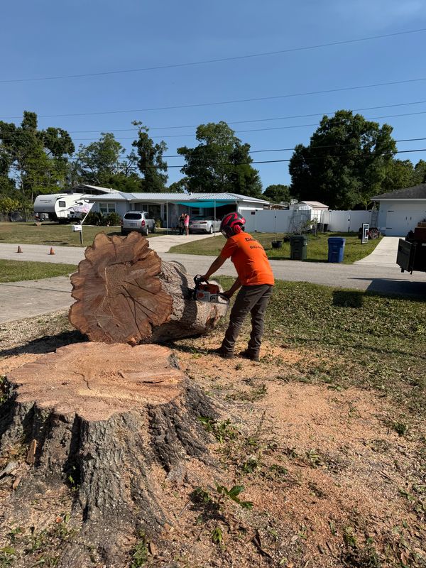 Stump Removal