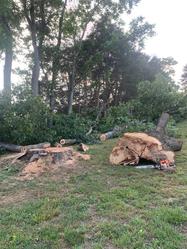 Tree Removal gallery