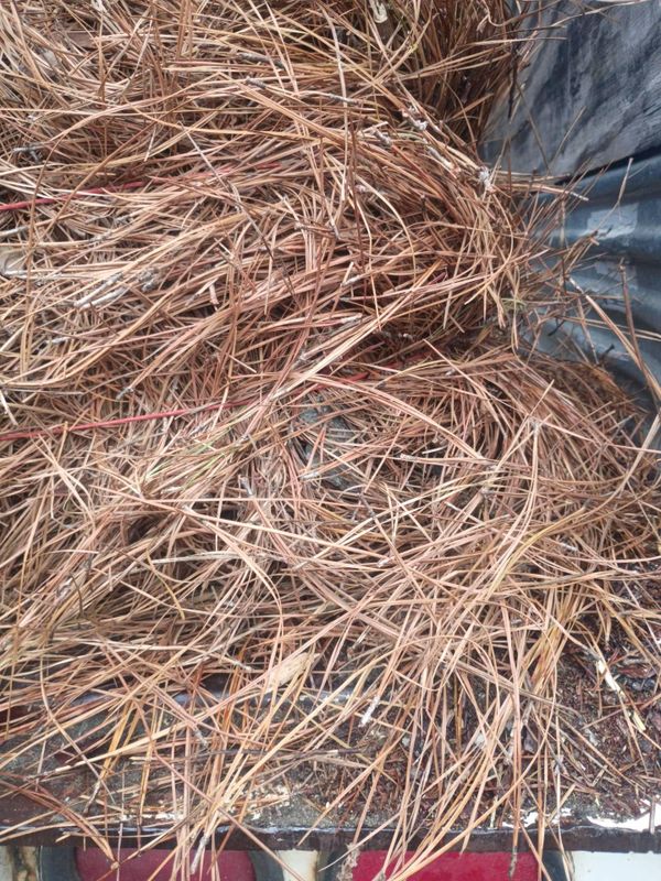 Pinestraw