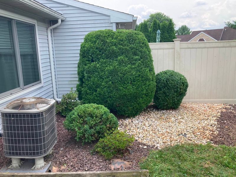 Tree & Shrub Care