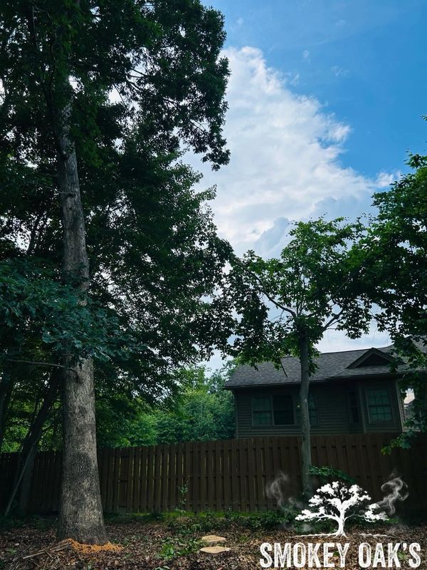 Tree Trimming