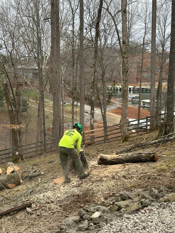 Tree Removal gallery