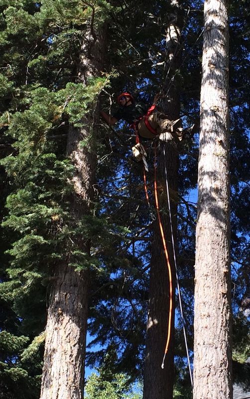 Tree Removal gallery