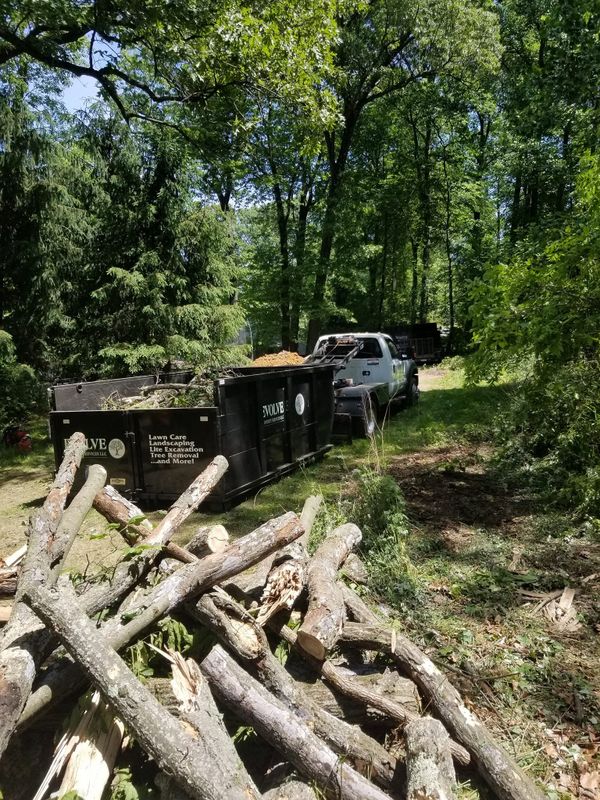 Tree Removal