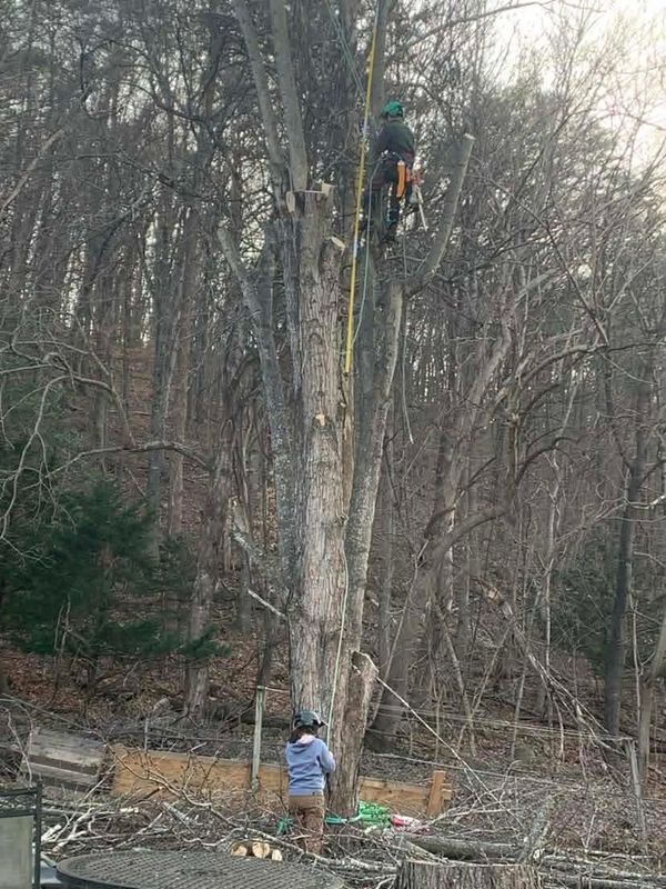 Tree Removal gallery