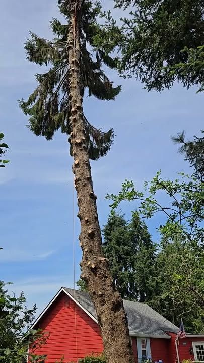 Tree Trimming