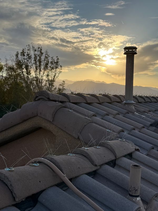 Pigeon Control