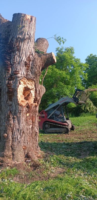 Tree Removal